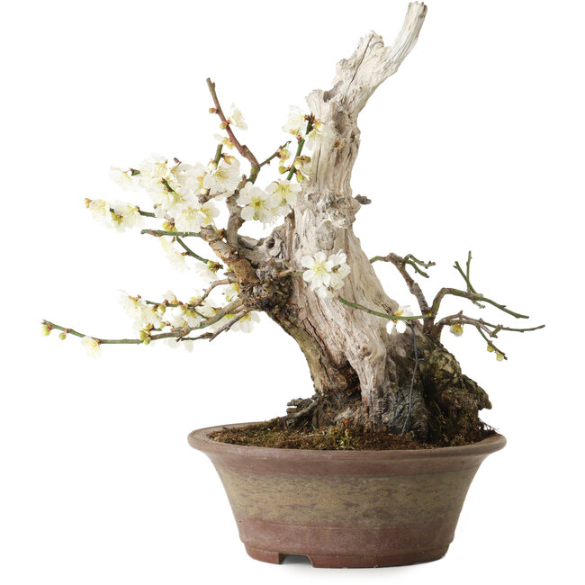 Prunus mume blanco, 32 cm, ± 30 años, con un nebari de 11 cm
