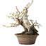 Prunus mume blanc, 32 cm, ± 30 ans, avec un nebari de 11 cm