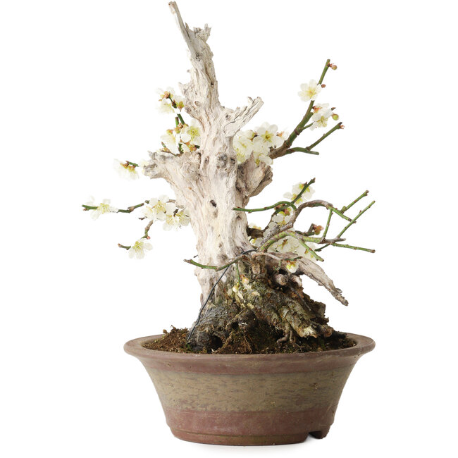 Prunus mume blanco, 32 cm, ± 30 años, con un nebari de 11 cm