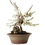 Prunus mume bianco, 32 cm, ± 30 anni, con un nebari di 11 cm