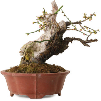 Eime Yozan Prunus mume lichtroze, 24 cm, ± 30 jaar oud