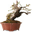 Prunus mume light pink, 24 cm, ± 30 years old, with a nebari of 9 cm, in a handmade Japanese pot by Eime Yozan
