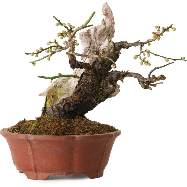 Prunus mume rosa claro, 24 cm, ± 30 años, con un nebari de 9 cm, en una maceta japonesa hecha a mano por Eime Yozan