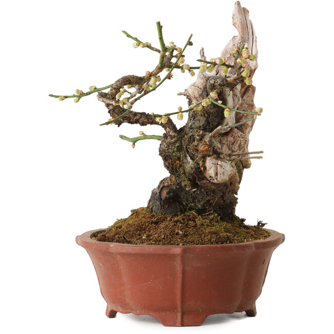 Prunus mume light pink, 24 cm, ± 30 years old, with a nebari of 9 cm, in a handmade Japanese pot by Eime Yozan
