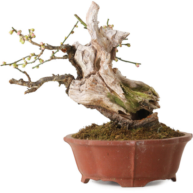 Prunus mume lichtroze, 24 cm, ± 30 jaar oud, met een nebari van 9 cm, in een handgemaakte Japanse pot van Eime Yozan.