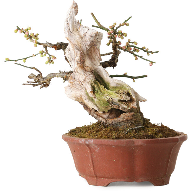 Prunus mume rosa claro, 24 cm, ± 30 años, con un nebari de 9 cm, en una maceta japonesa hecha a mano por Eime Yozan