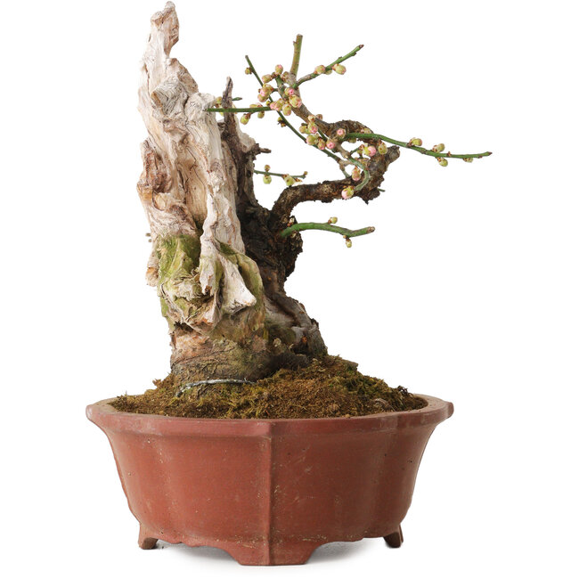 Prunus mume rosa claro, 24 cm, ± 30 años, con un nebari de 9 cm, en una maceta japonesa hecha a mano por Eime Yozan