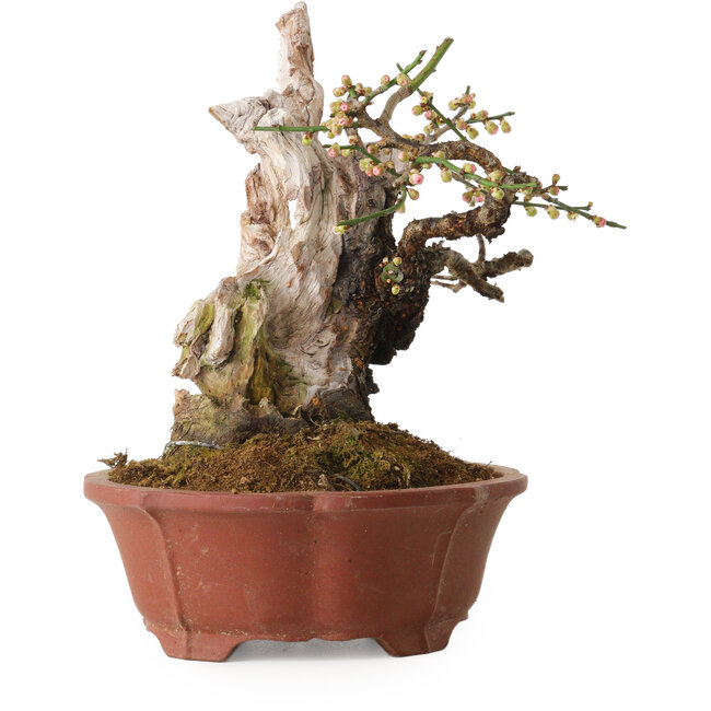 Prunus mume rose clair, 24 cm, environ 30 ans, avec un nebari de 9 cm, dans un pot japonais fait main par Eime Yozan