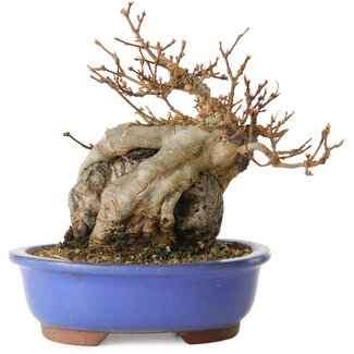 Acer buergerianum, 16 cm, ± 15 años