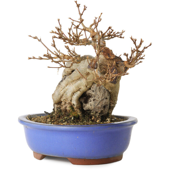 Acer buergerianum, 16 cm, ± 15 anni