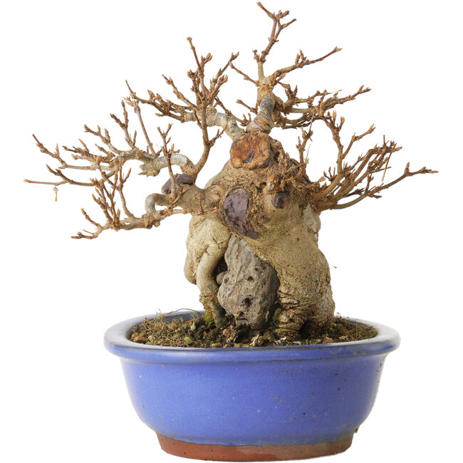 Acer buergerianum, 16 cm, ± 15 jaar oud