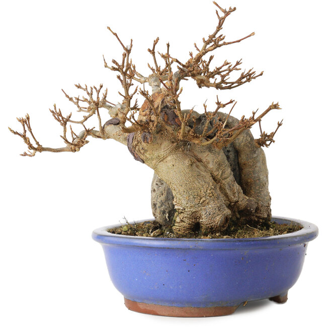 Acer buergerianum, 16 cm, ± 15 years old