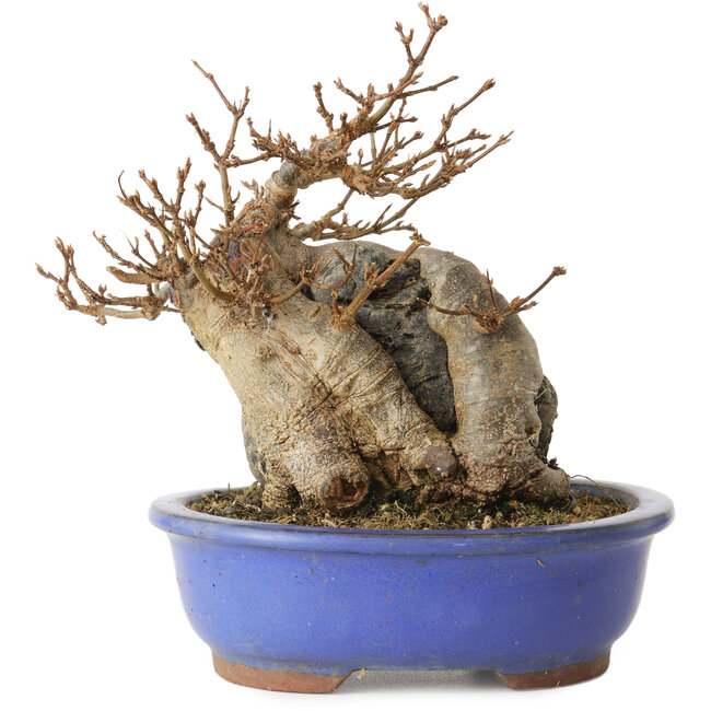 Acer buergerianum, 16 cm, ± 15 years old