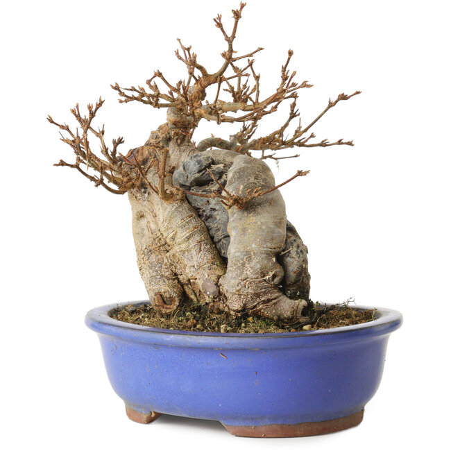 Acer buergerianum, 16 cm, ± 15 jaar oud