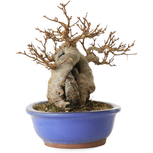 Acer buergerianum, 16 cm, ± 15 años