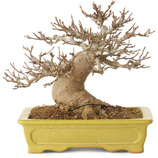 Acer buergerianum, 14 cm, ± 30 Jahre alt