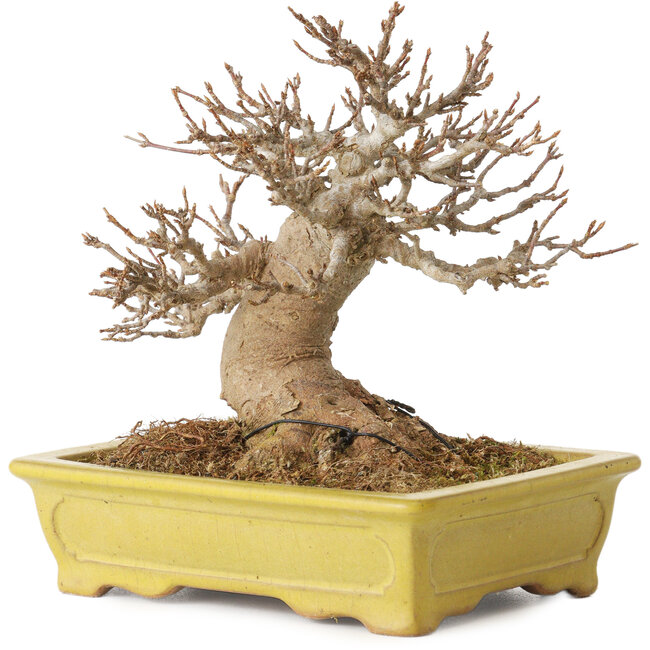 Acer buergerianum, 14 cm, ± 30 ans, avec un nebari de 8 cm