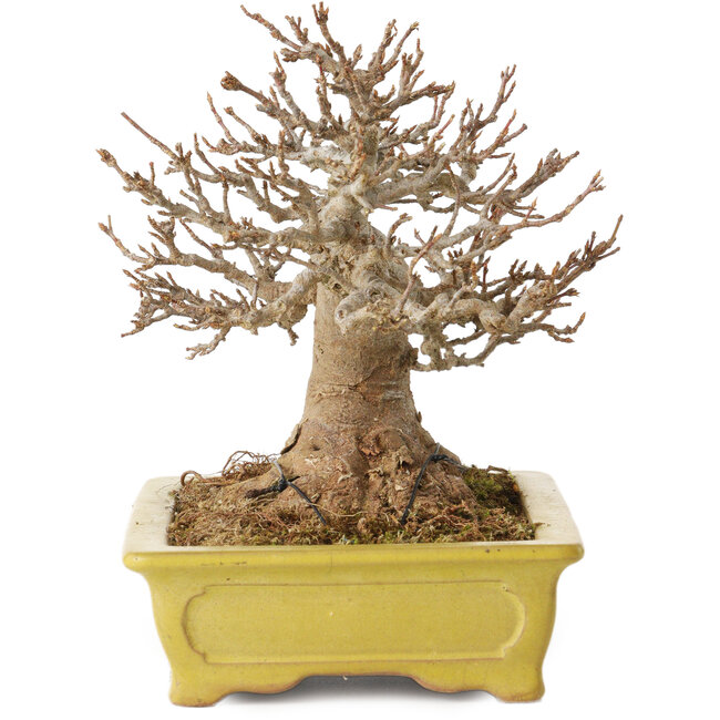 Acer buergerianum, 14 cm, ± 30 anni, con un nebari di 8 cm