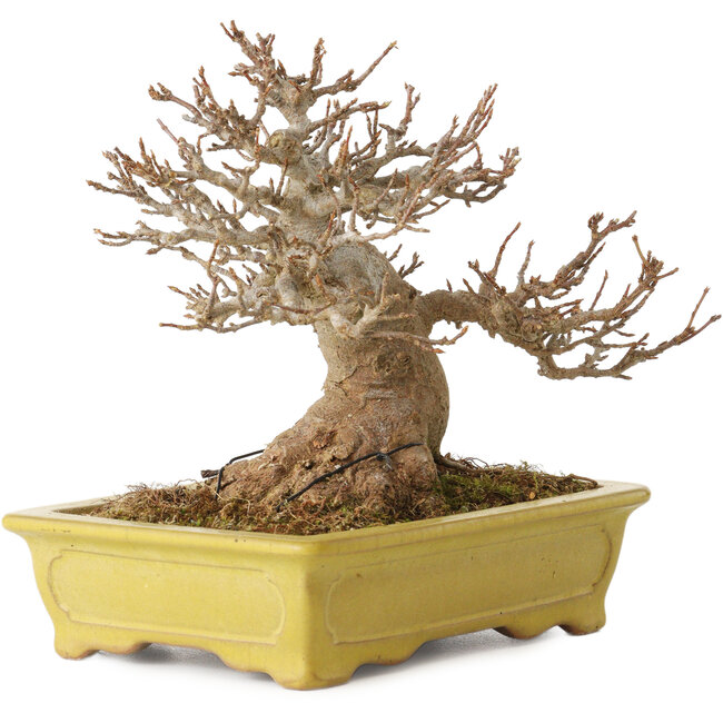 Acer buergerianum, 14 cm, ± 30 jaar oud, met een nebari van 8 cm