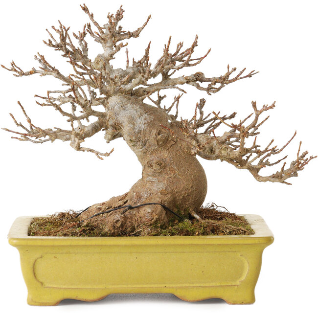 Acer buergerianum, 14 cm, ± 30 jaar oud, met een nebari van 8 cm