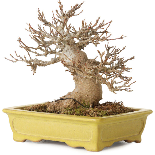 Acer buergerianum, 14 cm, ± 30 anni, con un nebari di 8 cm