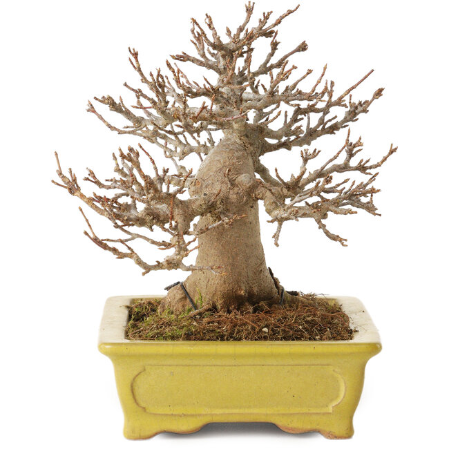 Acer buergerianum, 14 cm, ± 30 ans, avec un nebari de 8 cm