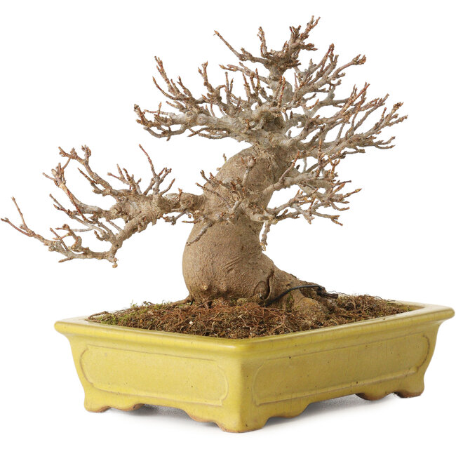 Acer buergerianum, 14 cm, ± 30 años, con un nebari de 8 cm