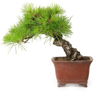 Shibakatsu Pinus thunbergii, 20 cm, ± 30 anni