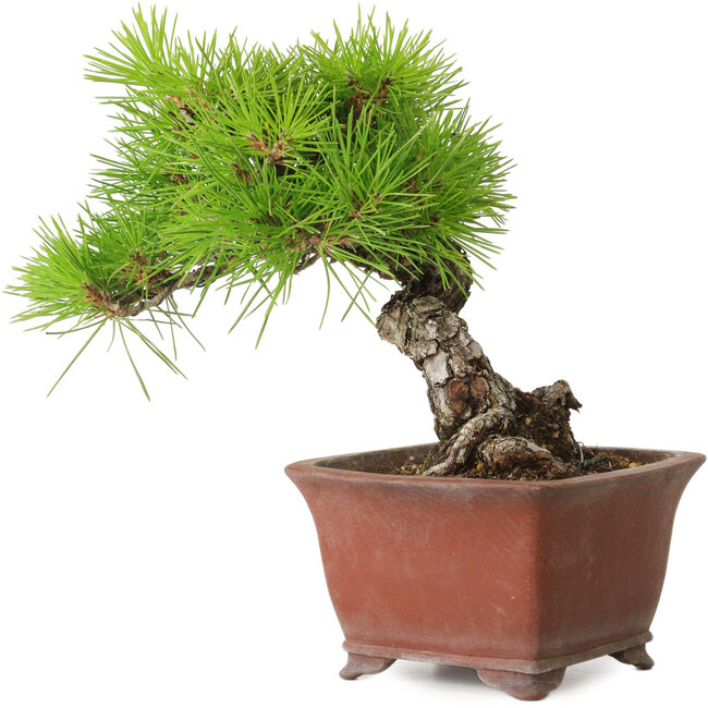 Pinus thunbergii, 20 cm, ± 30 jaar oud, met een nebari van 7 cm, in een handgemaakte Japanse pot van Shibakatsu.