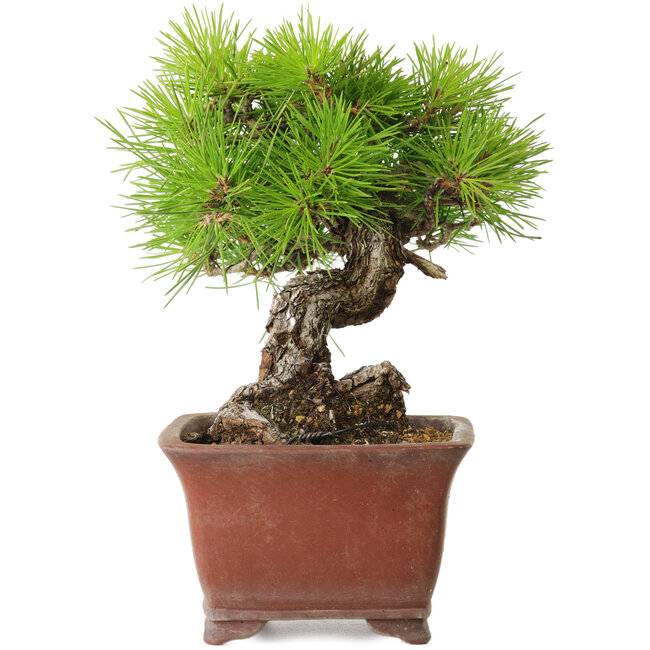 Pinus thunbergii, 20 cm, environ 30 ans, avec un nebari de 7 cm, dans un pot japonais fait main par Shibakatsu