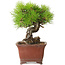 Pinus thunbergii, 20 cm, ± 30 años, con un nebari de 7 cm, en una maceta japonesa hecha a mano por Shibakatsu