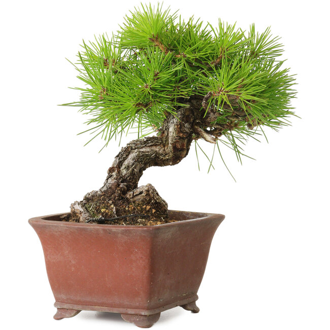 Pinus thunbergii, 20 cm, ± 30 anni, con un nebari di 7 cm, in un vaso giapponese fatto a mano da Shibakatsu