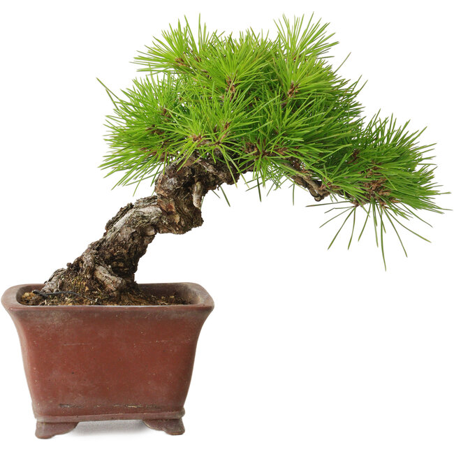 Pinus thunbergii, 20 cm, ± 30 years old, with a nebari of 7 cm, in a handmade Japanese pot by Shibakatsu