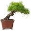 Pinus thunbergii, 20 cm, ± 30 anni, con un nebari di 7 cm, in un vaso giapponese fatto a mano da Shibakatsu