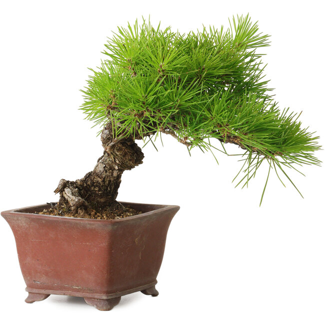 Pinus thunbergii, 20 cm, ± 30 anni, con un nebari di 7 cm, in un vaso giapponese fatto a mano da Shibakatsu