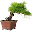 Pinus thunbergii, 20 cm, ± 30 años, con un nebari de 7 cm, en una maceta japonesa hecha a mano por Shibakatsu