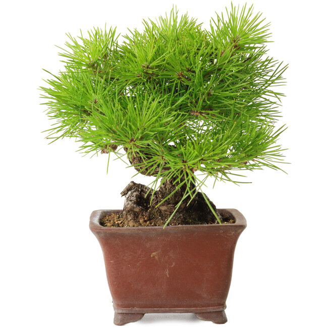 Pinus thunbergii, 20 cm, environ 30 ans, avec un nebari de 7 cm, dans un pot japonais fait main par Shibakatsu