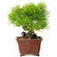 Pinus thunbergii, 20 cm, ± 30 anni, con un nebari di 7 cm, in un vaso giapponese fatto a mano da Shibakatsu