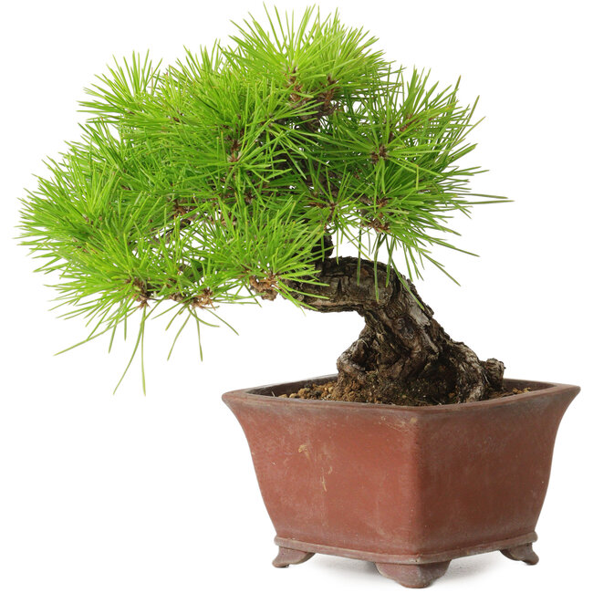 Pinus thunbergii, 20 cm, ± 30 años, con un nebari de 7 cm, en una maceta japonesa hecha a mano por Shibakatsu