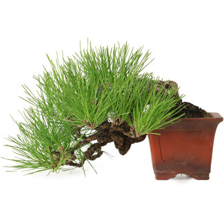 Pinus thunbergii, 21 cm, ± 30 anni