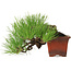 Pinus thunbergii, 21 cm, ± 30 years old, in a pot with a chip missing