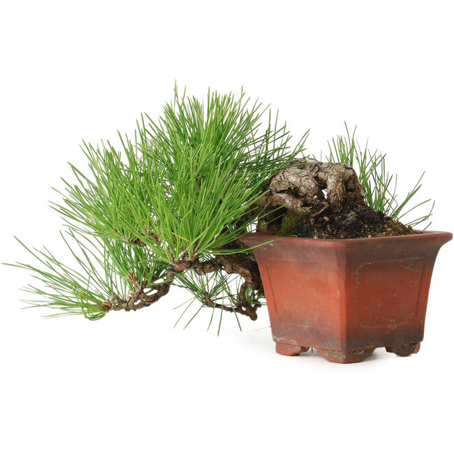 Pinus thunbergii, 21 cm, ± 30 jaar oud, in een pot met een afgebroken stukje.