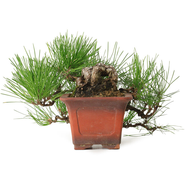 Pinus thunbergii, 21 cm, ± 30 years old, in a pot with a chip missing