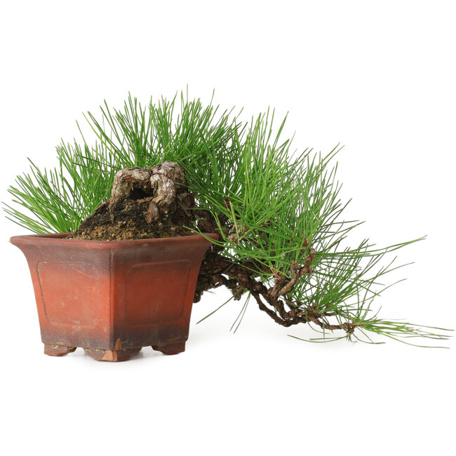 Pinus thunbergii, 21 cm, ± 30 años, en maceta con una astilla faltante