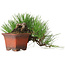 Pinus thunbergii, 21 cm, ± 30 years old, in a pot with a chip missing