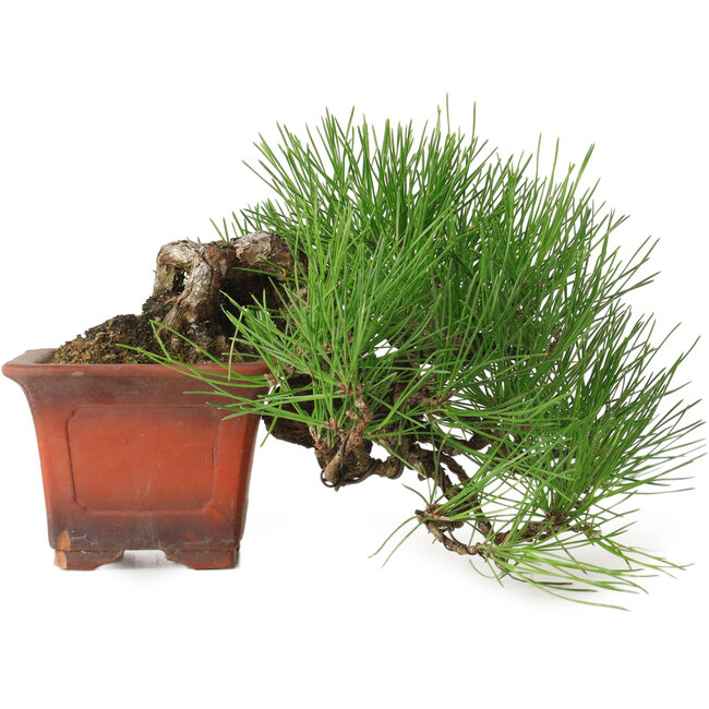 Pinus thunbergii, 21 cm, ± 30 anni, in un vaso con un chip mancante
