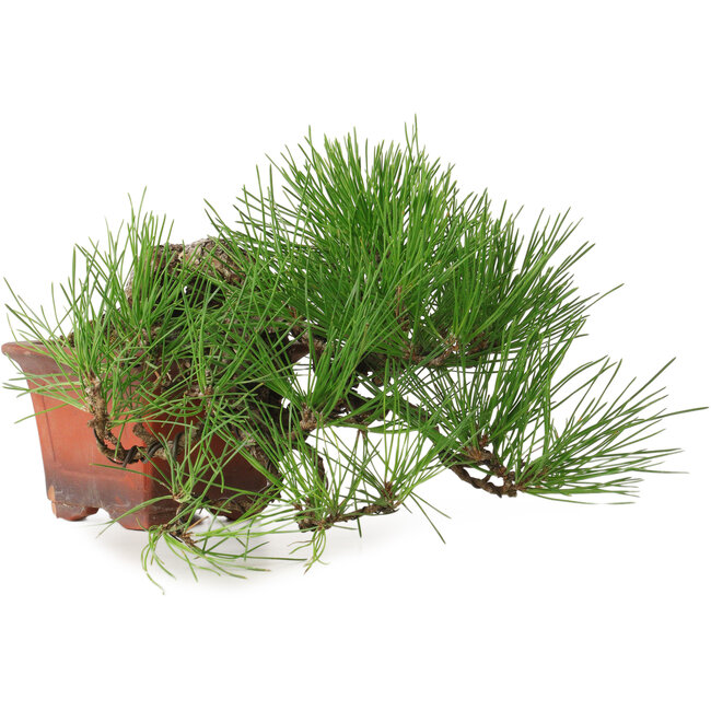 Pinus thunbergii, 21 cm, ± 30 años, en maceta con una astilla faltante