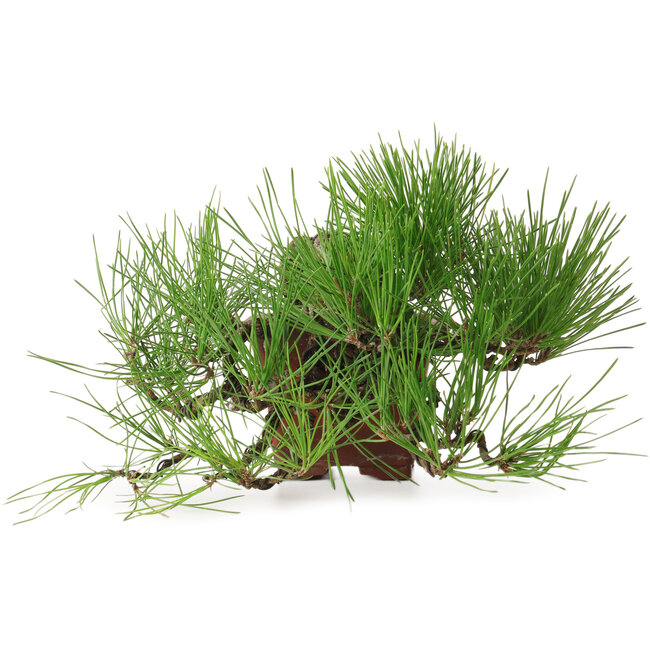 Pinus thunbergii, 21 cm, ± 30 jaar oud, in een pot met een afgebroken stukje.