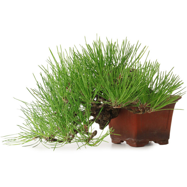 Pinus thunbergii, 21 cm, ca. 30 Jahre alt, in einem Topf mit einer fehlenden Absplitterung