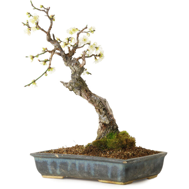 Prunus mume blanco, 34 cm, ± 25 años, con un nebari de 9 cm